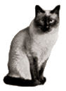 angleterre traditional siamese